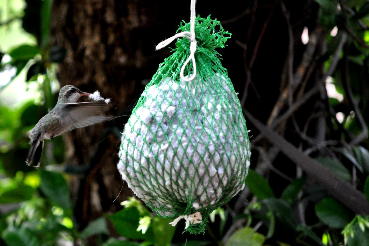 Hummingbirds from backyards and beyond
